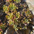 Saxifraga paniculata plant Royalty Free Stock Photo