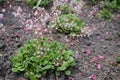 Saxifraga urbium with light pink flowers Royalty Free Stock Photo