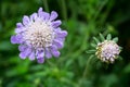 Closeup of a scabiosa flower, pincushion flower