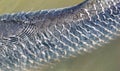 Closeup scale of Arapaima Royalty Free Stock Photo