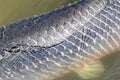 Closeup scale of Arapaima Royalty Free Stock Photo