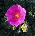 Closeup of scalloped pink succulent blossom and buds in a lush spring garden