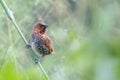 Closeup of a Scaly-breasted munia bird perched on a branch of a plant Royalty Free Stock Photo