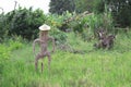 Closeup scarecrow in rice field of Thailand Royalty Free Stock Photo