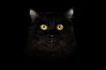 Closeup Scared Black Cat Face, Yellow Eyes in Dark Royalty Free Stock Photo