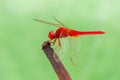 Closeup of a scarlet dragonfly on a plant Royalty Free Stock Photo