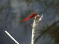 Closeup of a Scarlet dragonfly on a tree branch under the sunlight with a blurry background Royalty Free Stock Photo