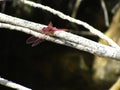 Closeup of a Scarlet dragonfly on a tree branch under the sunlight with a blurry background Royalty Free Stock Photo