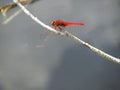 Closeup of a Scarlet dragonfly on a tree branch under the sunlight with a blurry background Royalty Free Stock Photo