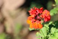 Closeup of scarlet geraniums growing in a garden under the sunlight with a blurry background