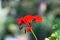 Closeup of scarlet geraniums growing in a garden under the sunlight with a blurry background