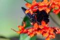 Closeup of a scarlet Mormon (Papilio rumanzovia) on Clerodendrum speciosissimum Royalty Free Stock Photo