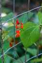 Closeup of Scarlet Runner Beans growing on a metal plant support, red blooms and leaves Royalty Free Stock Photo