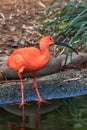 Scarlett Ibis Staring Upwards Royalty Free Stock Photo