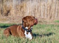 Closeup of a scary brown Pit Bull sitting on grass, wearing a chain collar and staring into distance