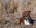 Closeup of a scary brown Pit Bull sitting in a park wearing a chain collar and staring into distance