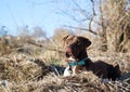 Closeup of a scary brown Pit Bull wearing a chain collar, sitting on grass and staring into distance