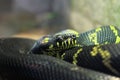 Closeup of a scary creepy yellow and black snake