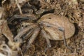 Closeup of a scary and hairy trochosa spider