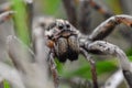 Closeup of the scary looking face of a wolf spider Hogna Radiat Royalty Free Stock Photo