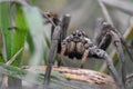 Closeup of the scary looking face of a wolf spider Hogna Radiat Royalty Free Stock Photo