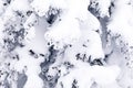 Closeup scenic macro view snow-capped trees. Concept Swiss Alps