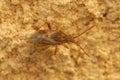 Closeup on a scentless plant bug, Stictopleurus abutilon, Rhopalidae sitting on wood Royalty Free Stock Photo