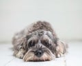 Closeup schnauzer dog lied on blurred tile floor and white cement wall in front of house view background with copy space Royalty Free Stock Photo