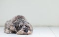 Closeup schnauzer dog lied to sleep on blurred tile floor and white cement wall in front of house view background with copy space