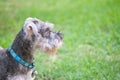 Closeup schnauzer dog looking on blurred grass floor in front of house view background Royalty Free Stock Photo