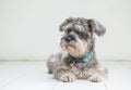 Closeup schnauzer dog looking on blurred tile floor and white cement wall in front of house view background with copy space Royalty Free Stock Photo