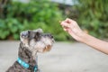 Closeup schnauzer dog looking food stick for dog in woman hand on blurred in front of house view background