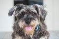 Closeup schnauzer dog lying on marble chair in front of house