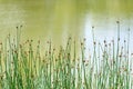 Closeup Schoenoplectus tabernaemontani commonly known as name Scirpus validus