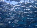 Closeup with school of Blackjack, black trevally, black kingfish, coal fish or black ulua during a leisure dive in Barracuda Point