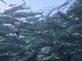 Closeup with school of Blackjack, black trevally, black kingfish, coal fish or black ulua during a leisure dive in Barracuda Point