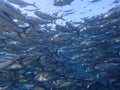 Closeup with school of Blackjack, black trevally, black kingfish, coal fish or black ulua during a leisure dive in Barracuda Point