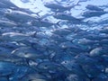 Closeup with school of Blackjack, black trevally, black kingfish, coal fish or black ulua during a leisure dive in Barracuda Point