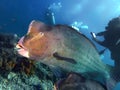 Closeup with school of Green humphead parrotfish during a leisure dive in Barracuda Point, Sipadan Island, Semporna, Tawau, Sabah. Royalty Free Stock Photo