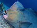 Closeup with school of Green humphead parrotfish during a leisure dive in Barracuda Point, Sipadan Island, Semporna, Tawau, Sabah. Royalty Free Stock Photo