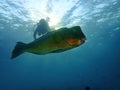 Closeup with school of Green humphead parrotfish during a leisure dive in Barracuda Point, Sipadan Island, Semporna, Tawau, Sabah. Royalty Free Stock Photo