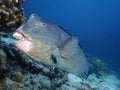 Closeup with school of Green humphead parrotfish during a leisure dive in Barracuda Point, Sipadan Island, Semporna, Tawau, Sabah. Royalty Free Stock Photo