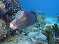 Closeup with school of Green humphead parrotfish during a leisure dive in Barracuda Point, Sipadan Island, Semporna, Tawau, Sabah. Royalty Free Stock Photo