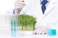 Closeup of a scientist adding toxic substances to pea sprouts in a laboratory