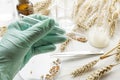 Closeup of scientist hand holding lab tube with wheat seeds.Concept of wheat testing Royalty Free Stock Photo