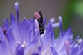 Closeup of a scissor bee pollinating on the blue blossomed Jasione laevis flower