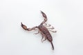 Closeup a Scorpion on white background with selective focus