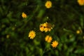 Closeup of Scorzoneroides autumnalis, commonly called autumn hawkbit. Royalty Free Stock Photo