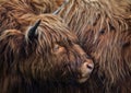 Closeup of a Scottish highland cattle  hairy cow Royalty Free Stock Photo