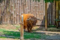 Closeup of a Scottish highland cattle hairy cow Royalty Free Stock Photo